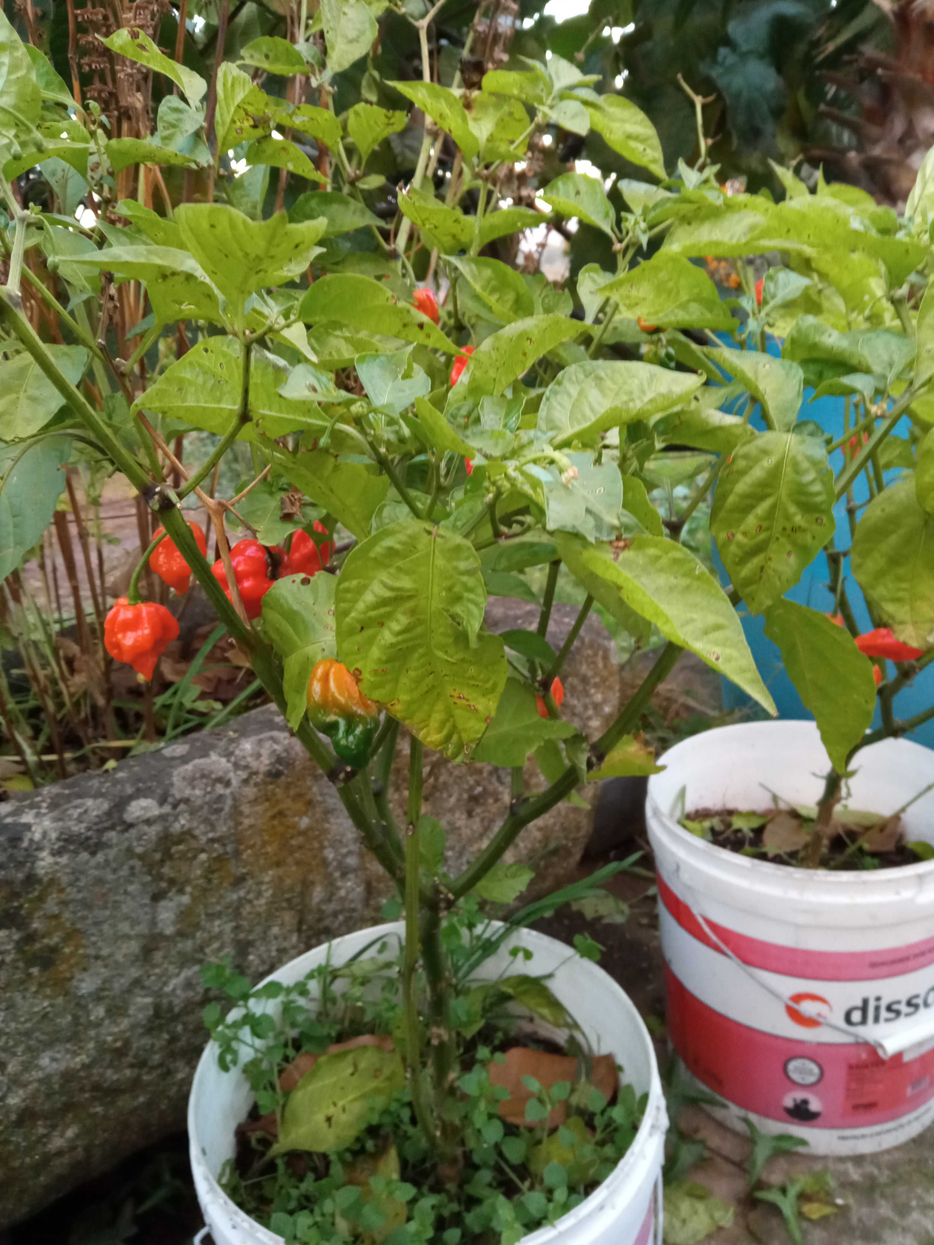 Malaguetas Carolina reaper , a mais picante do mundo