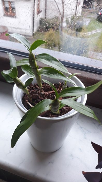 Zamienię kwiatki domowe