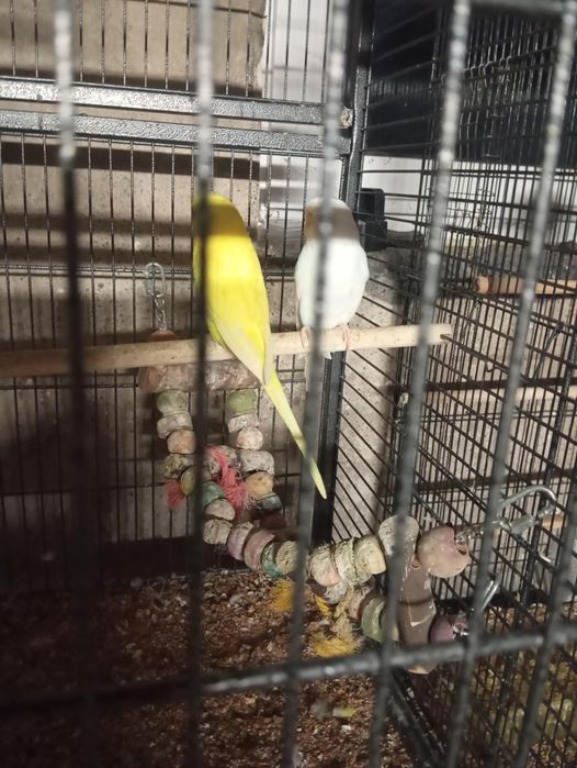 Papugi  papużki ptaszki