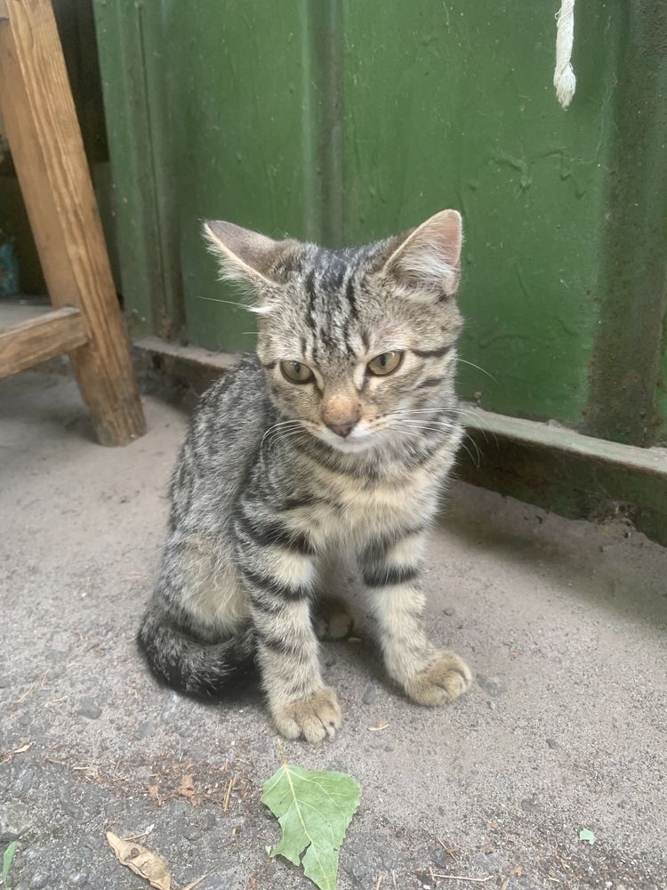 Отдам котенка.расцветка шпротик.
