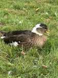Call duck młode z 2025