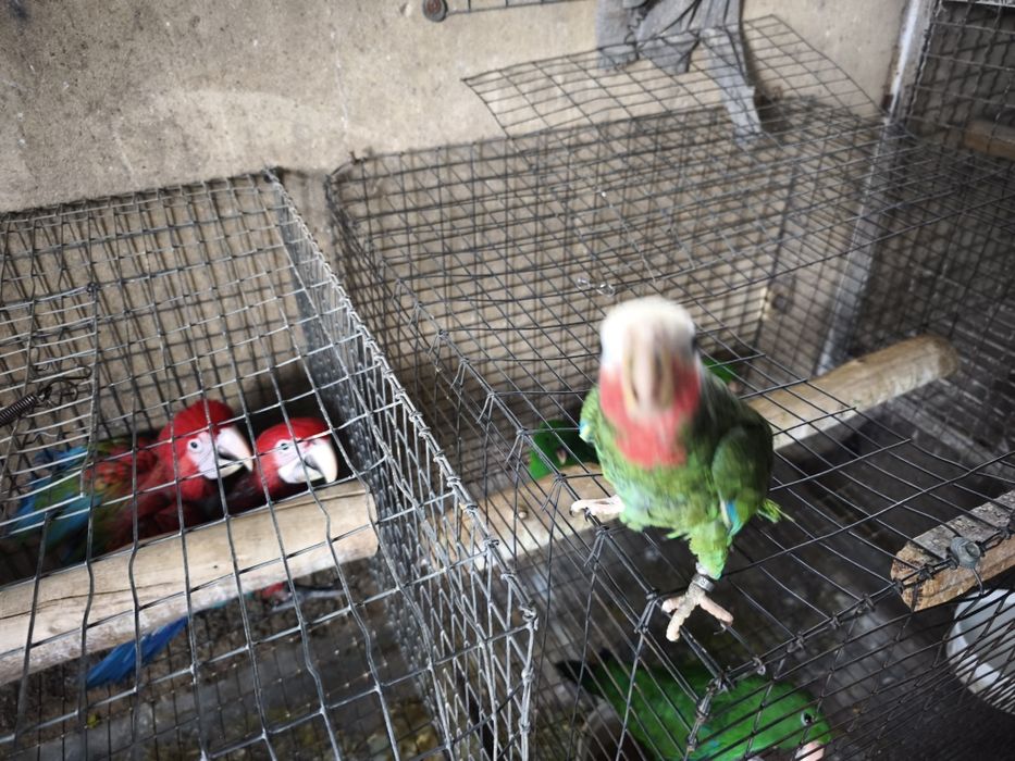 Papagaio Amazonas cubanos leucocephala para acabar de criar a mão