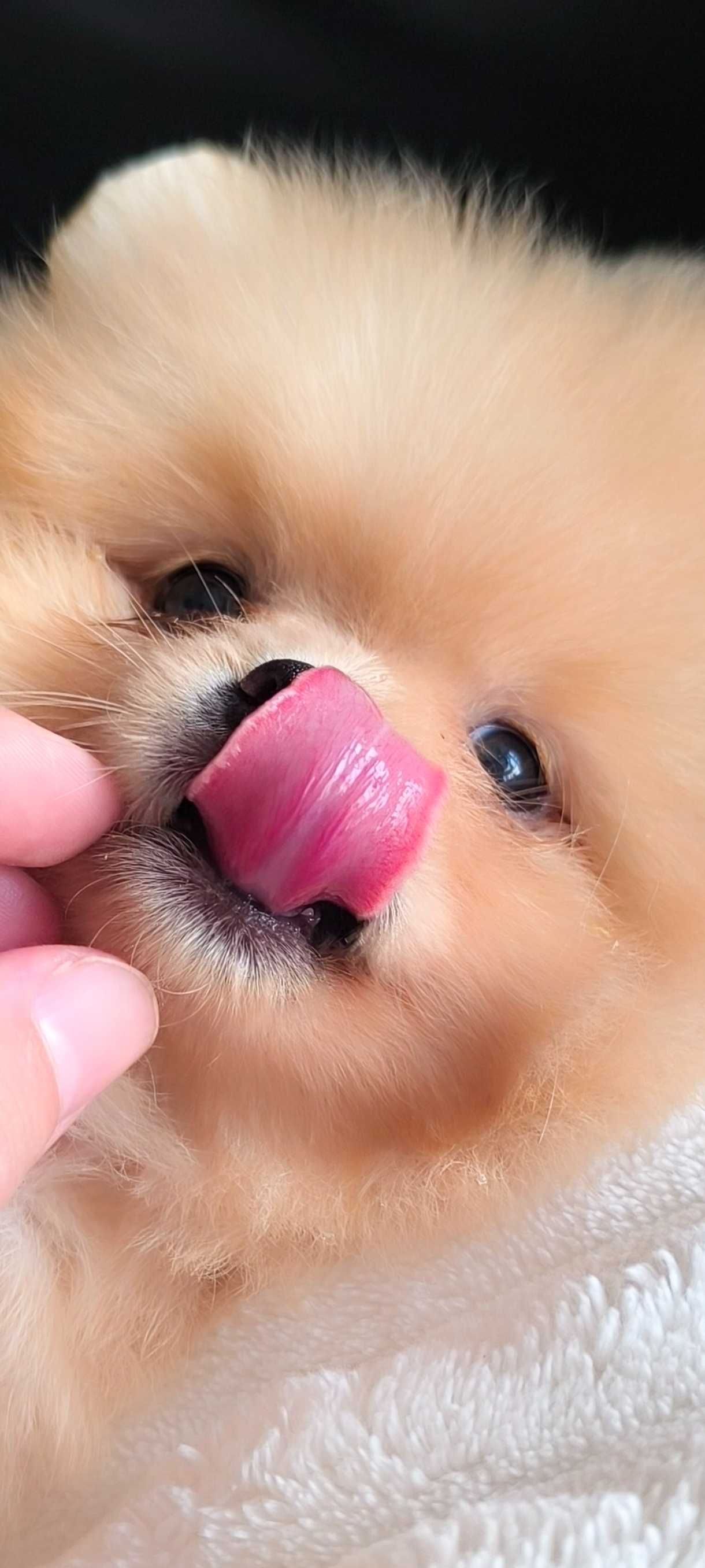 Spitz Anão Lulu da Pomerânia. Super mini. Lop e Afixo. Russo. Ursinha.