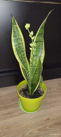 Sanseveria zaszczepki