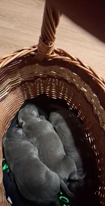 Blue American Staffordshire Terrier Amstaff szczenieta