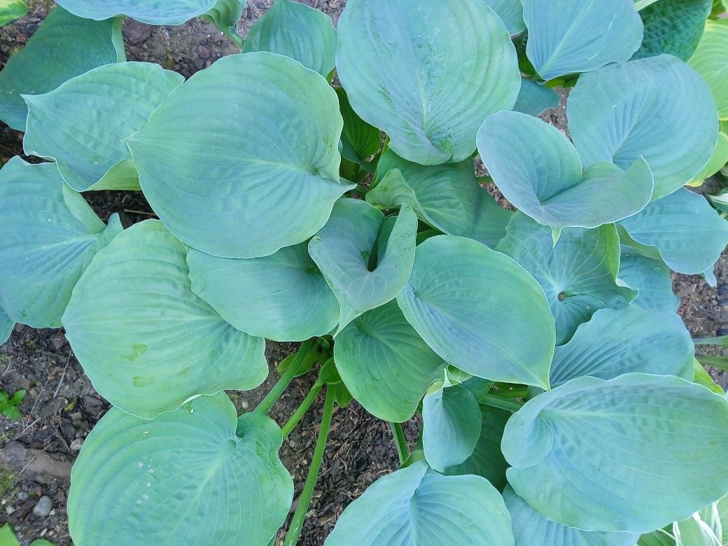 Kolekcjonerskie hosta funkia