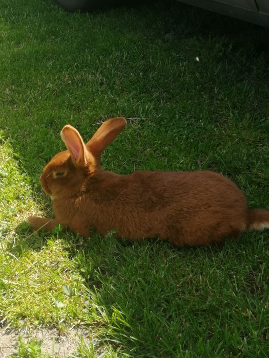 Królik Nowozelandzki czerwony ,tuszka