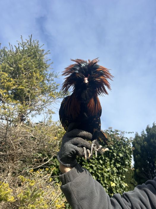 Sprzedam koguta czubatke