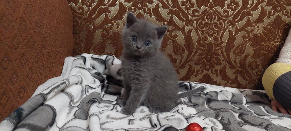 Шотландська прямовушка дівчинка