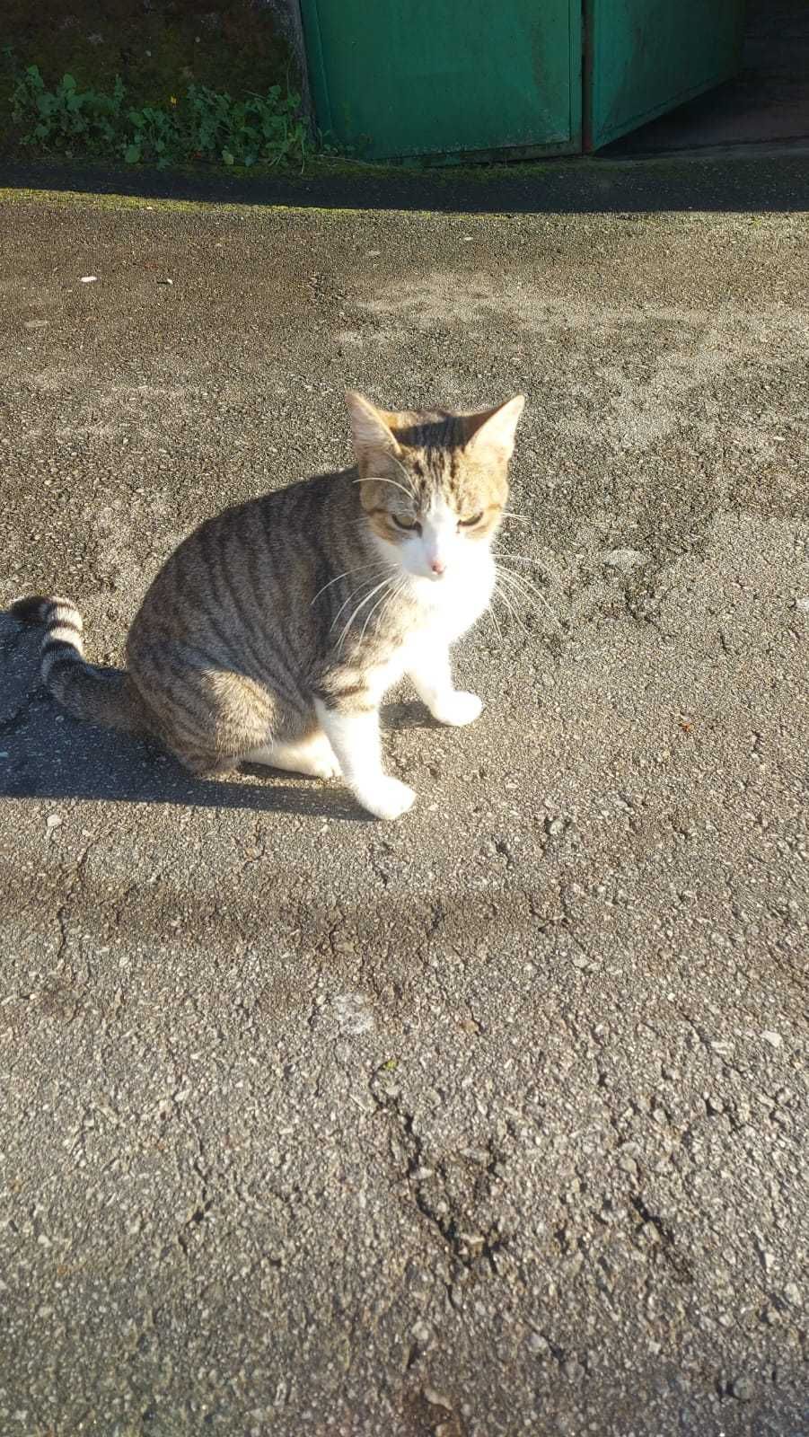 Da se gatinha adulta