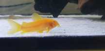 Kirysek Gold albino Cw010 albino