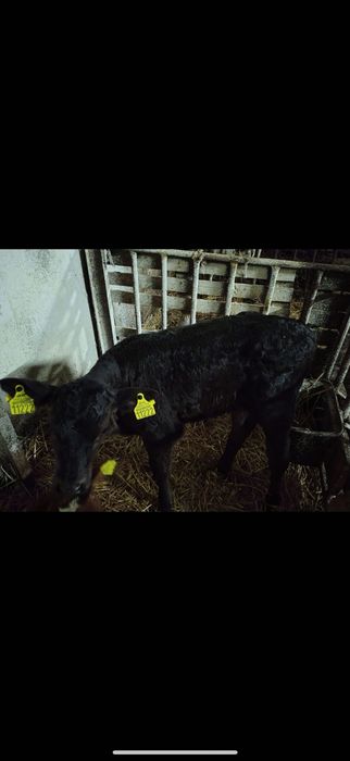 Dwutygodniowa Jałówka MM