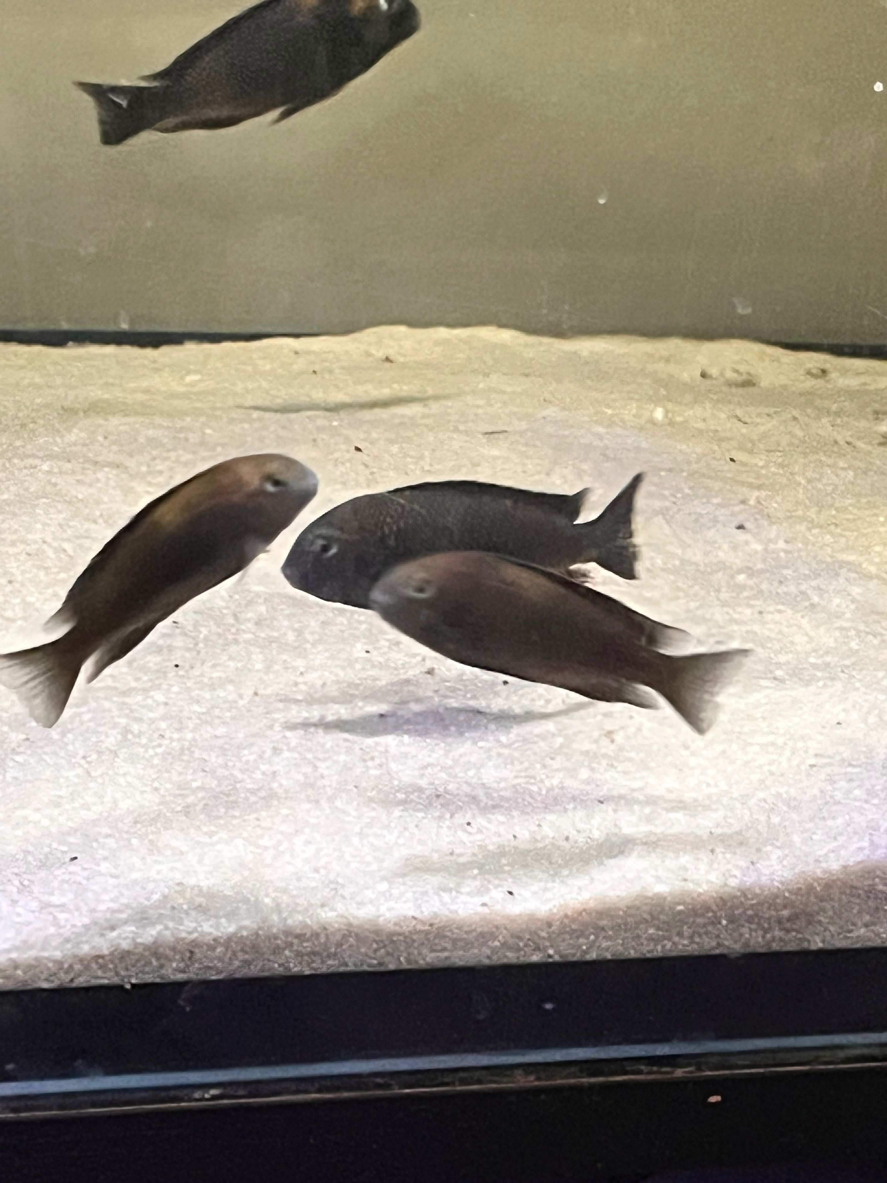 Tropheus Caramba F1 Tanganika
