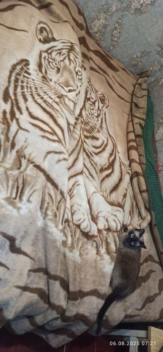 Продам б/у плед Solaron