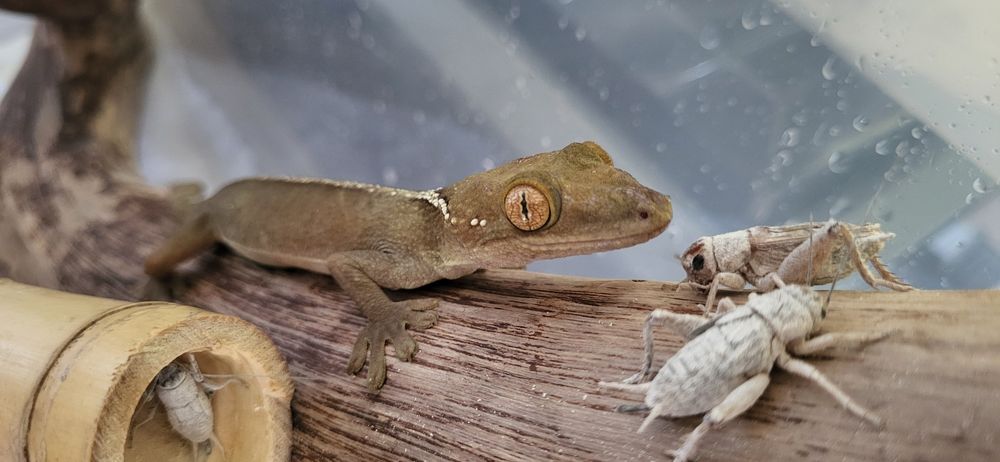 Jaszczurka Gekon paskowany Gekko vittatus