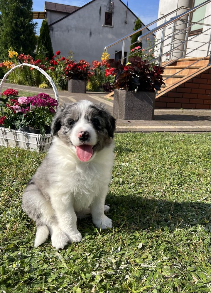 Border Collie - Piesek Blue Merle