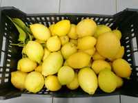 Limões frescos / biológicos