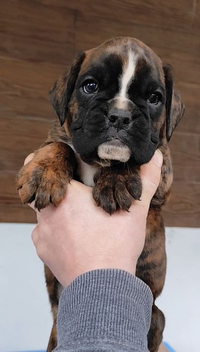 Bokser suczki gotowe do zmiany domu