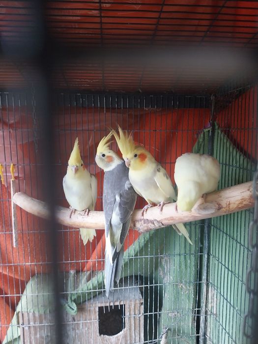 Mam w ofercie papugi nimfy młode 2,5-miesieczne