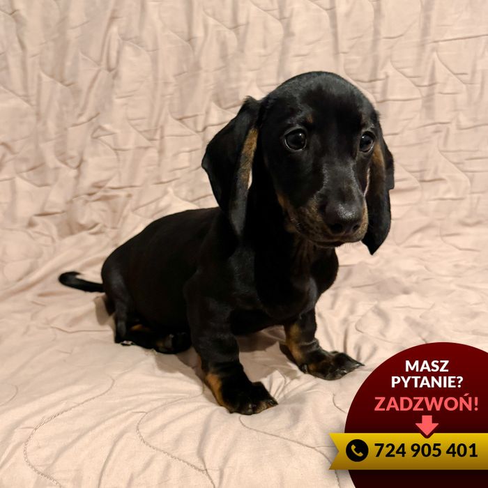 **jamnik (piesek) czarny podpalany**