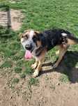 Piękny psi młodzieniec - Imbir do adopcji!