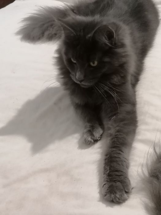 Мейн-кун дівчинка