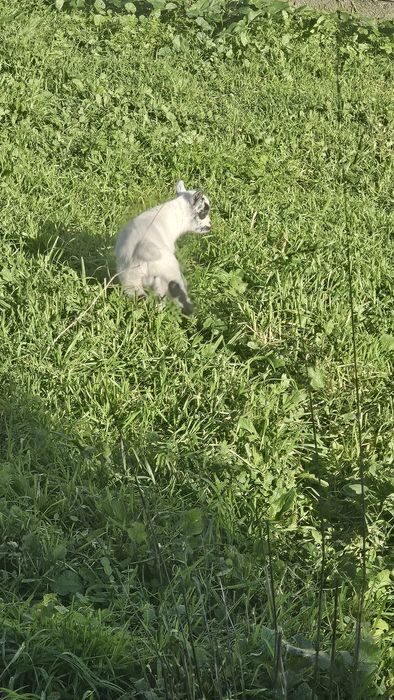 Cabrito anão  Macho