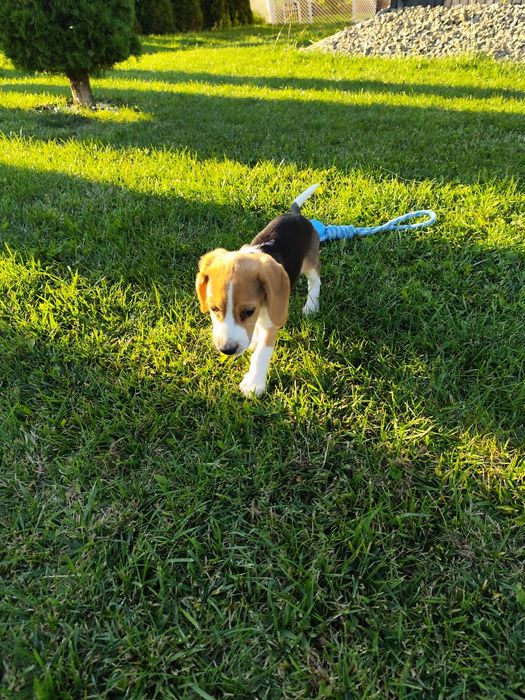 Piesek Beagle tricolor metryka czip wyprawka
