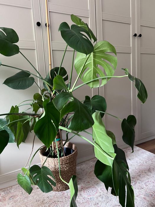 Monstera deliciosa