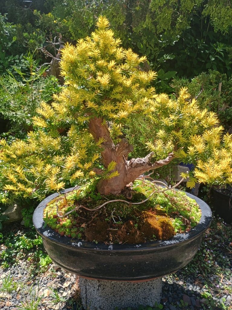 Drzewka Bonsai 1