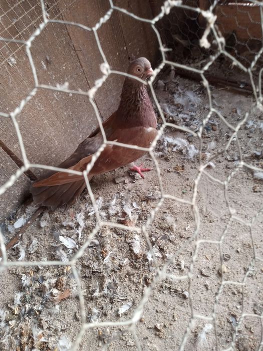 Gołębie zamojskie -zamiana