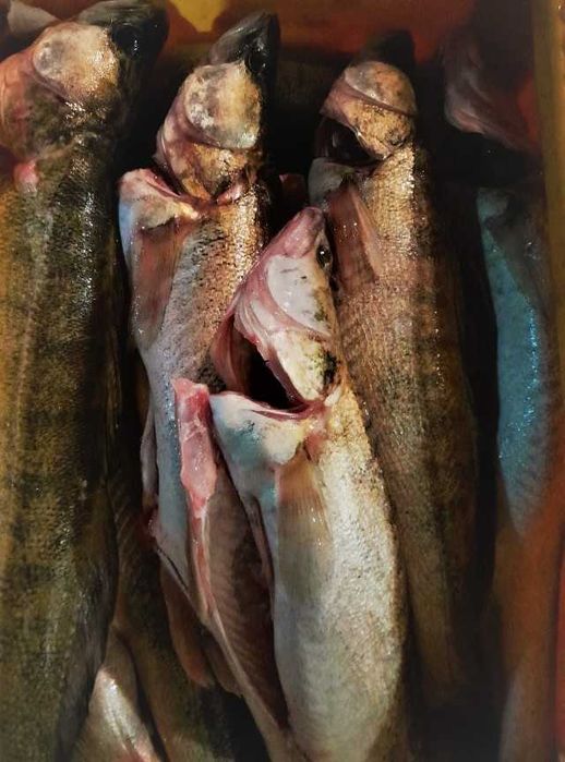 Sandacz żywy, świeży, patroszony