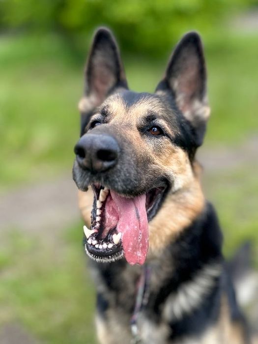 Cudowny, energiczny i ułożony Maximus bez domu