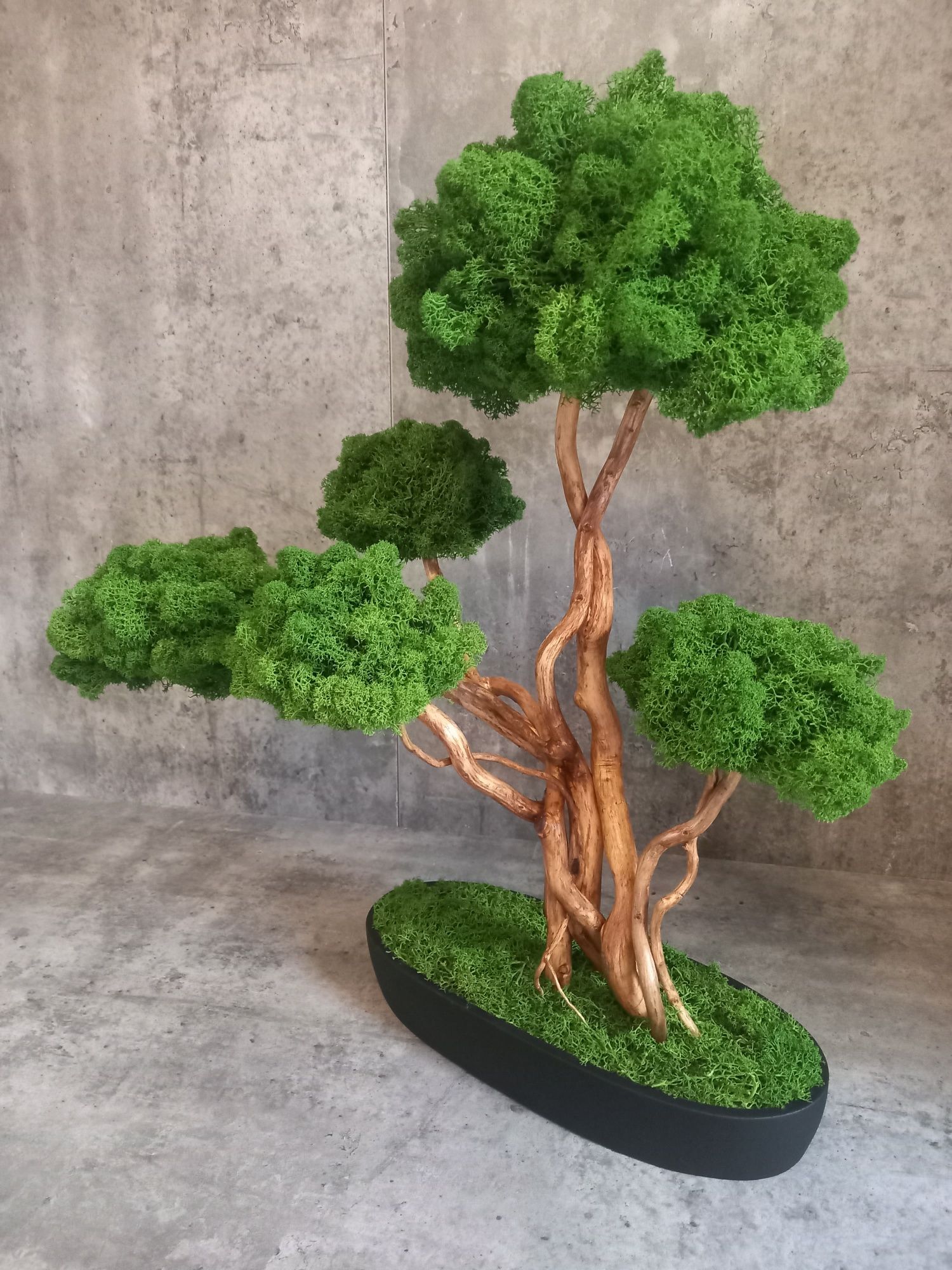 Drzewko Bonsai.50 cm.Prezent. Mech Chrobotek. Dekoracja wnętrz