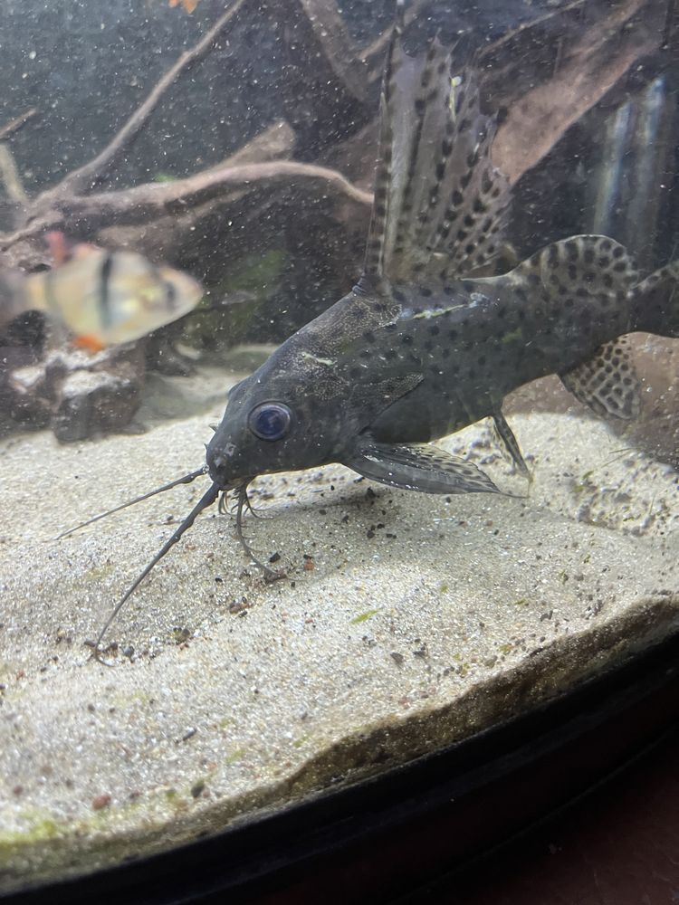 Synodontis adulto