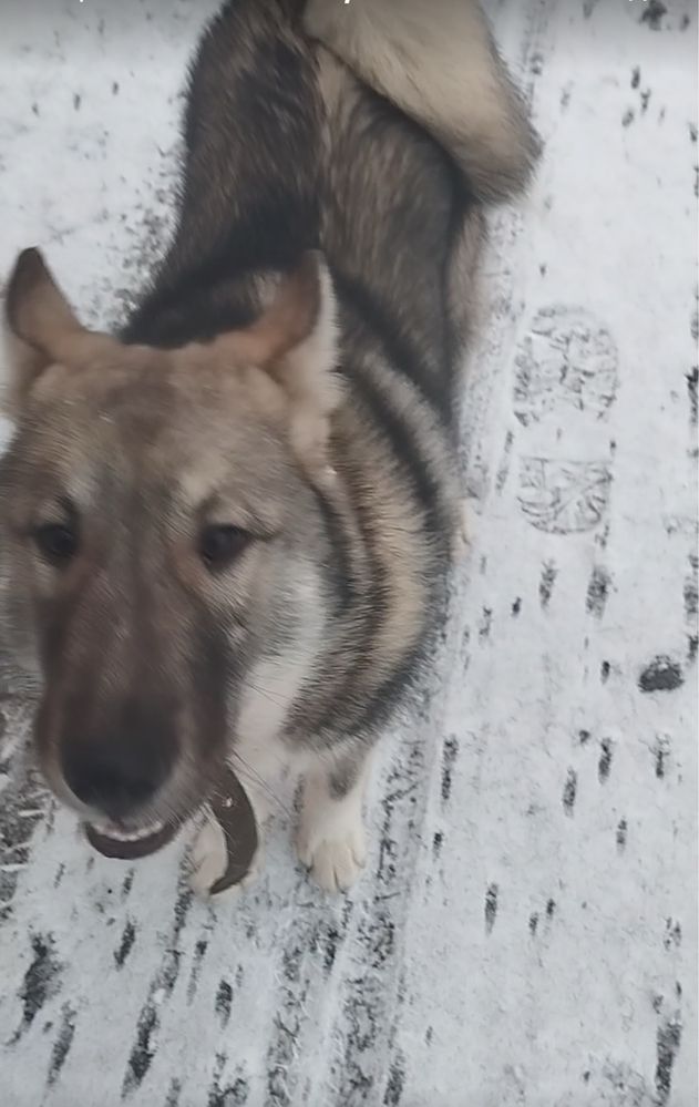 Загубився пес лісова лайка