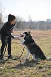 Siberian Husky z niebieskimi oczami. Gadatliwy, wesoły i niezależny.
