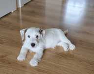 Jack Russell Terrier ZKwP FCI piesek