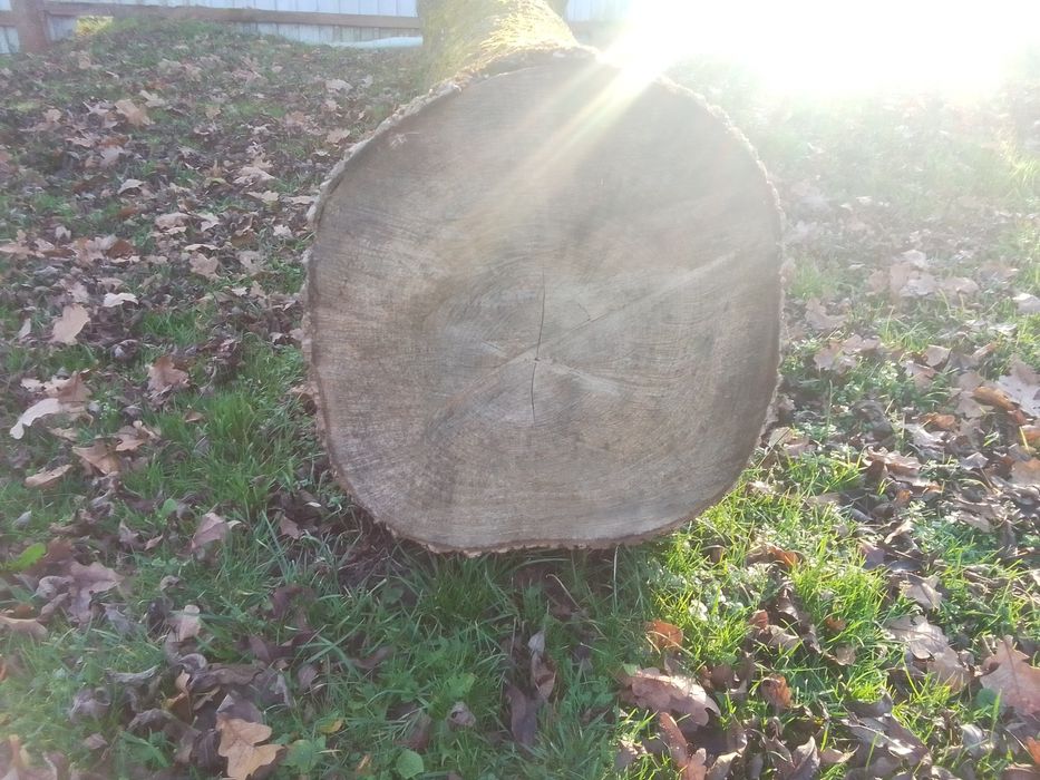 Продам Ясіня  не дешево