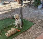 Golden retriever macho