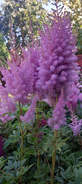 Вейгела  хоста бересклет гібіскуси гейхери пухироплідник калинолистий