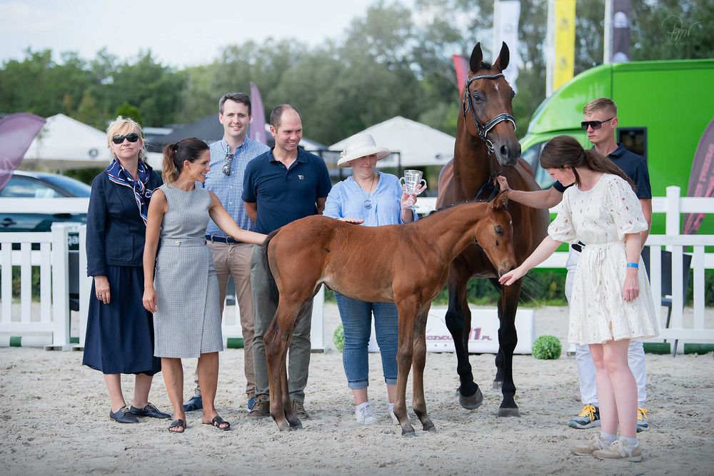 Klacz Zangersheide - CLARISSA Z ( Cascado x Calena)