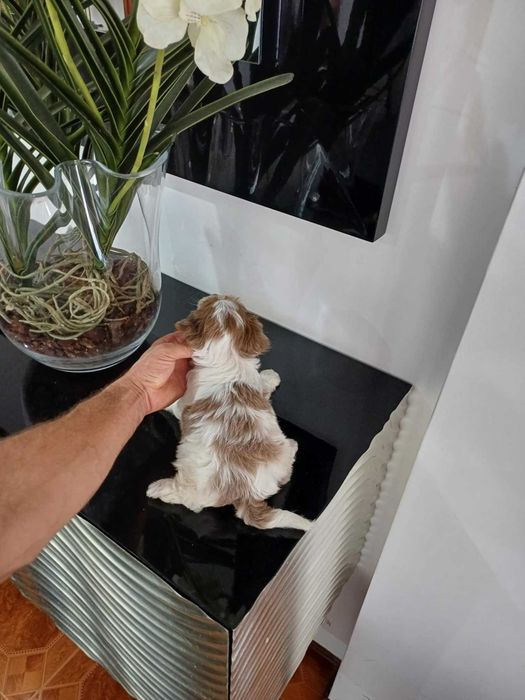 Yorkshire Terrier  Miniatura " MACHO WHITE & CHOCOBERRY"