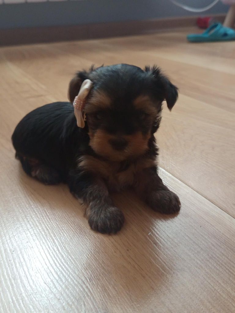 Yorkshire terrier samczyk