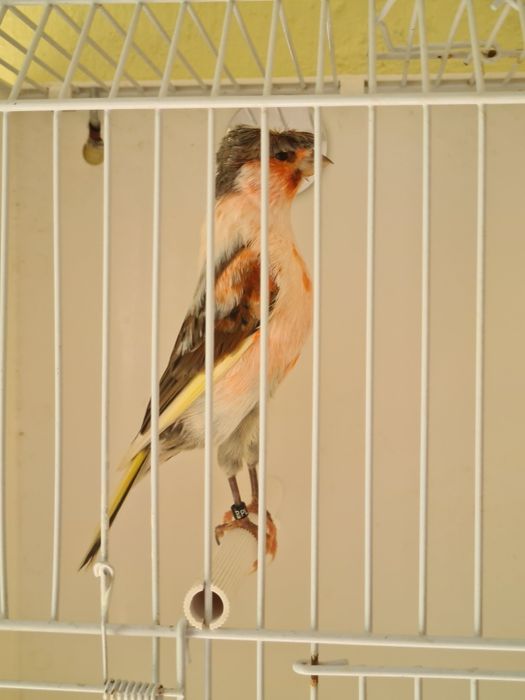 Kanarki Arlekin Portugalski