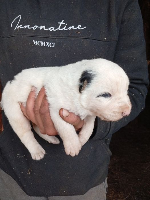 Продаємо Щенята алабая