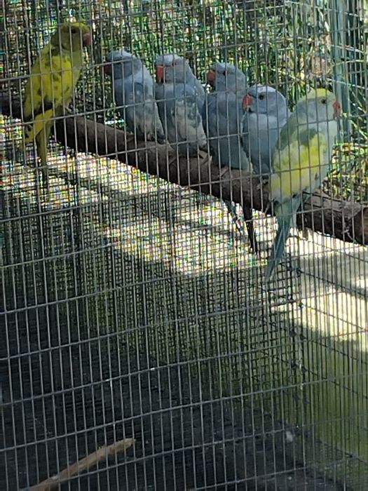 Ring Nek malhados 2025