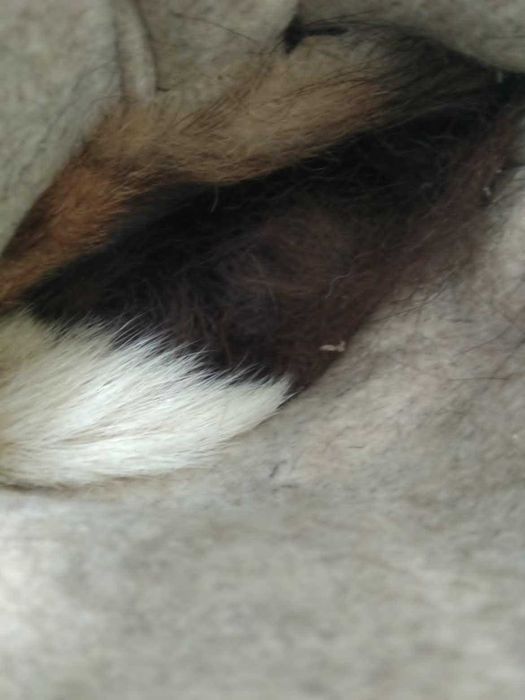 Чоботи шкіряні офіцерські на меху 41 розмір