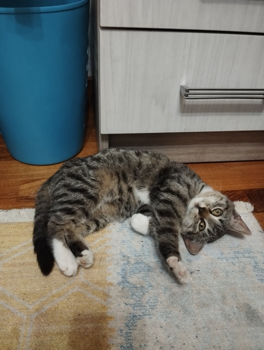 Котик хлопчик в добрі руки