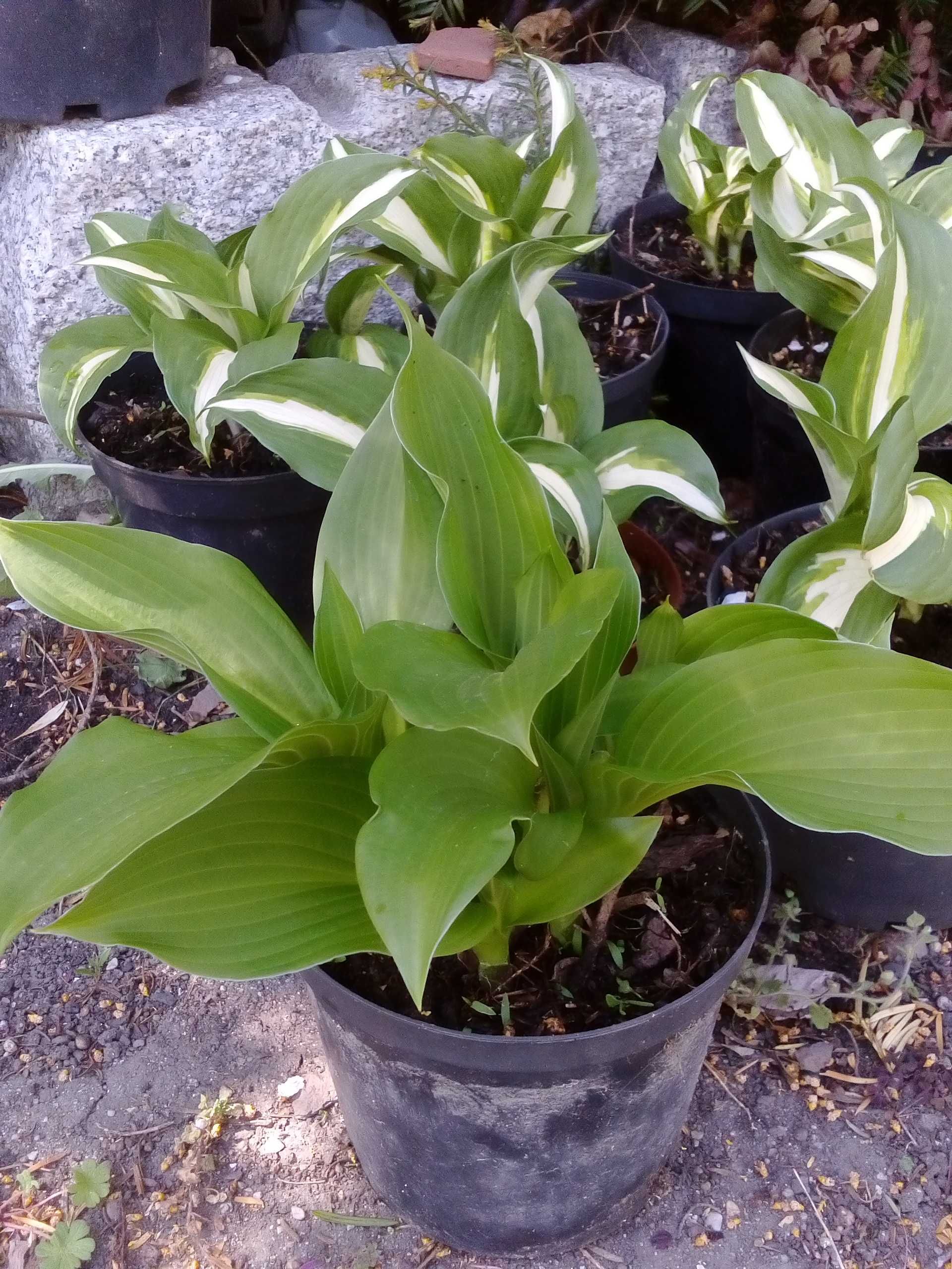 Stapelia/ Orbea Variegata/ Gwiazda szeryfa - duże sadzonki